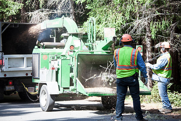 How Our Tree Care Process Works  in  Questa, NM